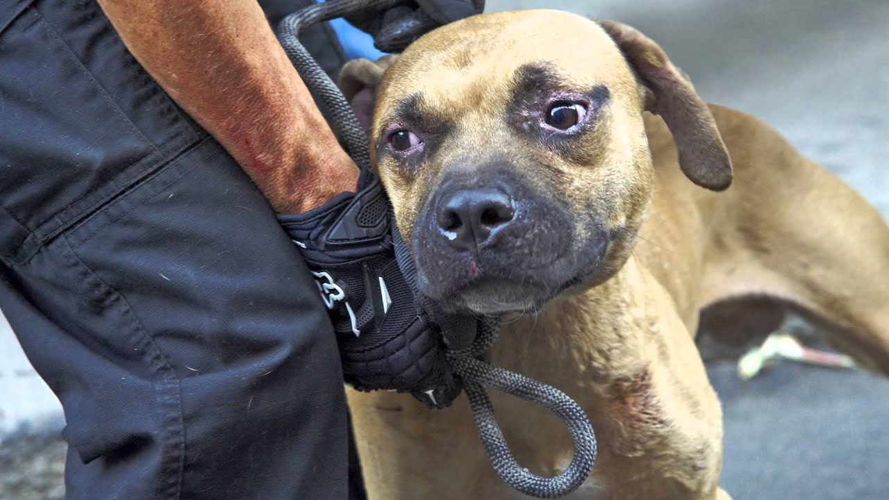 Coconut - The Dog Who Inspired Millions